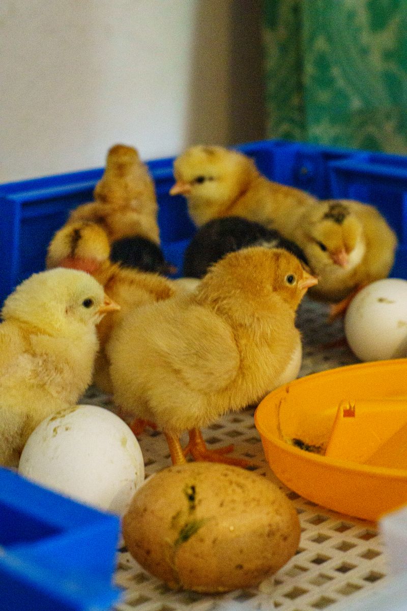 Poultry equipment