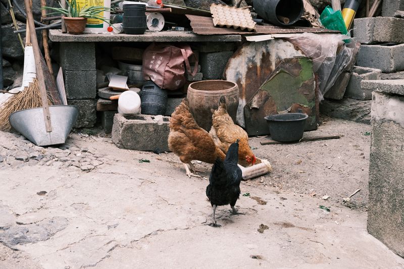 Eco-farm Poultry Hub history