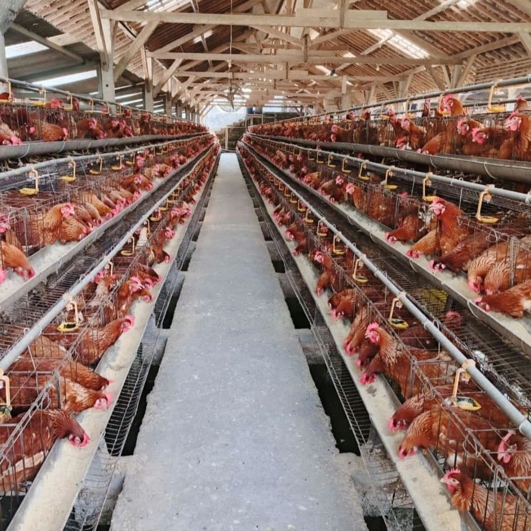 Broiler Cages - 150 Birds