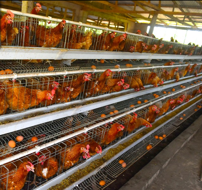 Free Range Cages - 80 Birds